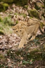 Asiatic lion (Panthera leo persica) cub walking on the ground, captive