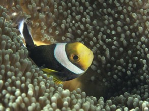 Yellow-black saddle spot anemonefish (Amphiprion polymnus) emerges from a sea anemone in the sea,