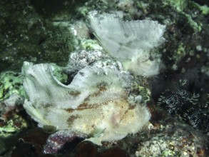 A pair of rocking fish (Taenianotus triacanthus) on the seabed in a dark environment, dive site