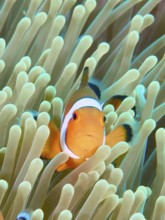 An Ocellaris Clownfish (Amphiprion ocellaris), Nemo, looks curiously between the tentacles of a sea