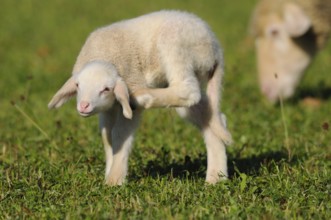 A lamb scratches itself on a green meadow while another sheep stands in the background, domestic