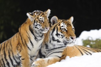 A tiger young lovingly cuddles up to its mother in the snow, Siberian tiger (Panthera tigris