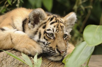 A tiger cub lying relaxed on a tree trunk, Siberian tiger (Panthera tigris altaica), captive,