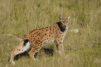 A lynx stands vigil in a meadow surrounded by tall grass and natural vegetation, Carpathian lynx