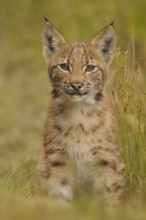 A small lynx stands in a meadow, its eyes curious and alert, Carpathian lynx (Lynx lynx