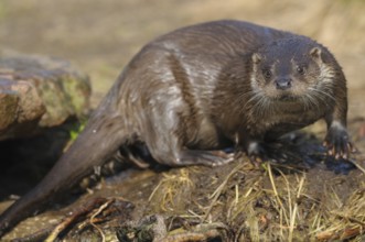 An otter stands on the bank with wet fur, Otter (Lutra lutra), Bavaria