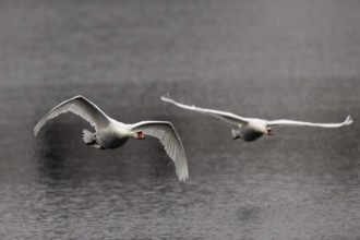 Two swans flying synchronised over calm water, Mute Swan, (cygnus olor), wildlife, Germany, Europe