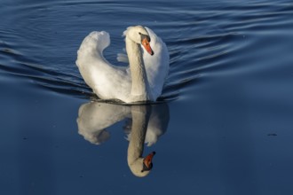 An elegant swan is reflected in the calm blue water, Mute Swan, (cygnus olor), wildlife, Germany,