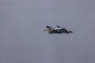 A grey heron flies in a quiet, grey environment, Grey heron, (Ardea cinerea), wildlife, Germany,