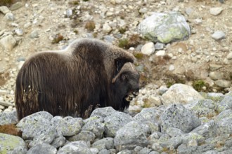 Musk ox (Ovibos moschatus) standing between large rocks, Dovrefjell-Sunndalsfjella National Park,