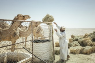 Camel breeder feeding his dromedaries (Camelus dromedarius) on his farm near Shisr, Dhofar, Oman,