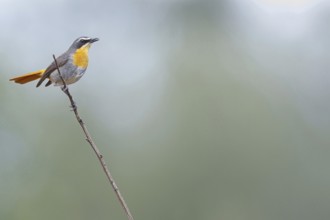 Cossypha caffra, family of flycatchers, Underberg surroundings, Underberg, KwaZulu-Natal, South