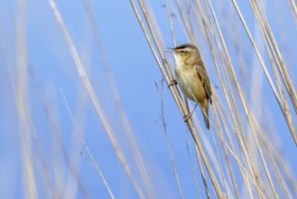 Sedge warbler (Acrocephalus schoenobaenus) perched in reedbed and singing, calling in spring