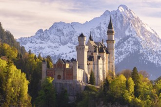 Neuschwanstein Castle near Füssen, evening mood, Schwangau, Allgäu Alps, snow, Ostallgäu, Bavaria,