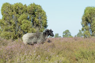 Heidschnucke moorland sheep (Ovis aries), grey horned heather in the blooming heath landscape,