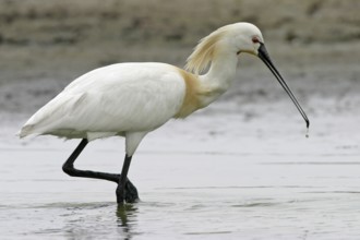 Spoonbill, (Platalea leucorodia), Floating Hide fixed, Tiszaalpár, Kiskunsági National Park,