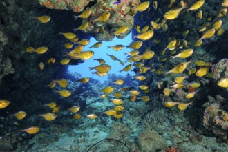 Schooling group of hatchetfish (Pempheris tominagai) hatchetfish in small cave in coral reef, Red