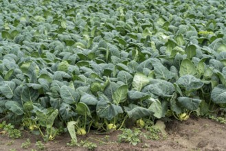 Field with kohlrabi plants, kohlrabi tubers, North Rhine-Westphalia, Germany, Europe