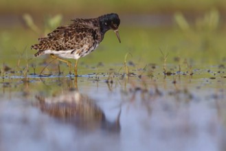 Ruff (Philomachus pugnax), male, Narew, Bialystok, Podlasie, Poland, Europe