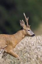 European roe deer (Capreolus capreolus) buck, male during the rut in wheat field, cornfield in