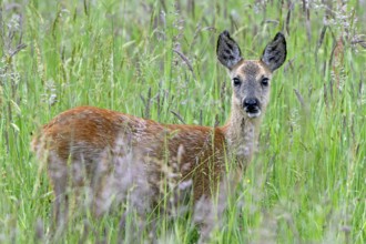 European roe deer (Capreolus capreolus) juvenile foraging in grassland, meadow in spring