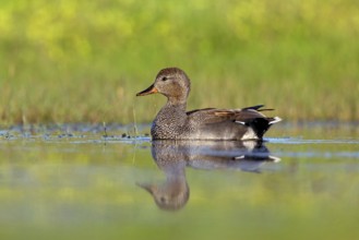 Gadwall, (Anas strepera), Mareca strepera, Wagbachniederung, Calera Y Chozas, Baden-Württemberg,