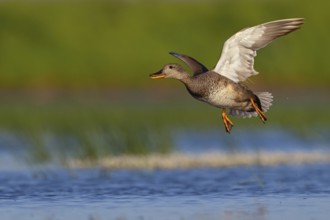 Gadwall, (Anas strepera), Mareca strepera, Wagbachniederung, Calera Y Chozas, Baden-Württemberg,