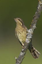 Wryneck on perch, (Jynx torquilla), Ormoz area, Ormoz, Podravska, Slovenia, Europe