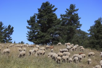 Sheep on the pasture, here in Franconian Switzerland, as a cultural guardian to reduce excessive