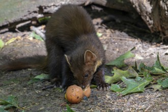 European pine marten (Martes martes) eating egg yolk, yoke from broken chicken egg