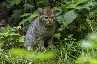 European wildcat, wild cat (Felis silvestris silvestris) 7 week old kitten hiding in underbrush,