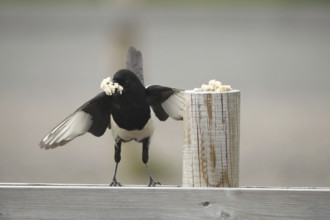 European magpie (Pica pica) with bread laid out, southern Sweden, Sweden, Scandinavia, Europe