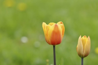 Tulip (Tulipa), orange-yellow flower, North Rhine-Westphalia, Germany, Europe