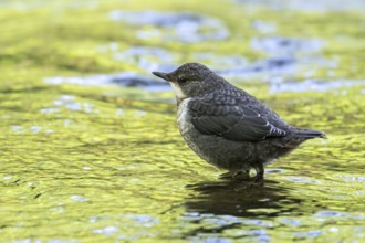 White-throated dipper, Central European dipper (Cinclus cinclus aquaticus) juvenile foraging in