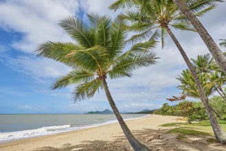 Landscape of Clifton Beach with coconut palms in spring, Queensland Australia