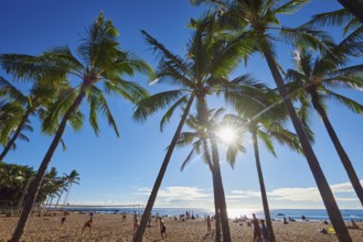 Landscape of palm trees at the Kuhio Beach, Honolulu, Hawaiian Island Oahu, O?ahu, Hawaii, Aloha