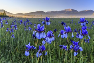 Flower meadow, irises, morning light, fog, mountains, summer, Loisach-Lake Kochel-Moor,