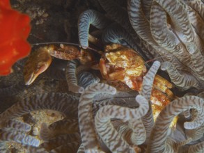 Yellow anemone porcelain crab (Neopetrolisthes alobatus) hiding between the tentacles of a sea