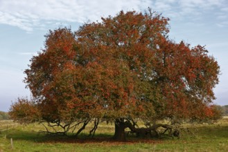 Wild fruit tree in autumn colours in a meadow, autumn atmosphere in the biosphere reserve, Middle