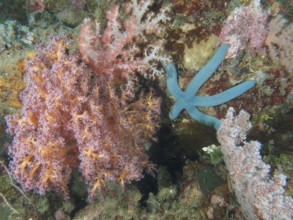 Blue starfish (blue Linckia laevigata) next to colourful soft corals under water, dive site Pidada,