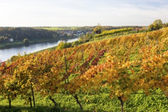 Autumn foliage colouring of the grapevine (Vitis vinifera), Goldkuppe vineyard with view of the