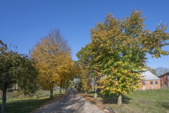 Autumnal lime tree avenue (Tilia) on the way to the Othenstorf estate, Othenstorf near Rehna,