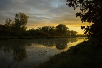 Morning atmosphere, riparian forest, sunrise, Lower Austria