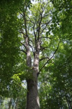 Majestic tree towers in the densely overgrown forest, illuminated by the sun's rays, Bialowieza