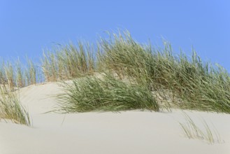 High dune with marram grass (Ammophila arenaria), blue sky, North Sea, Juist, East Frisian Islands,