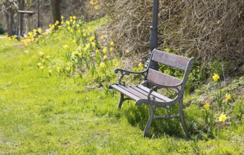 Bench surrounded by blooming daffodils (narcissus) and tulips (tulpia), Thürmsdorf, Saxon