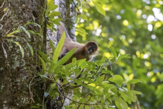 Geoffroy's spider monkey (Ateles geoffroyi) climbing a tree in the jungle, Tortuguero National