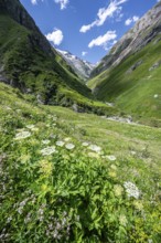 Flower meadow in Umbaltal, Venediger Group, Hohe Tauern National Park, East Tyrol, Tyrol, Austria,