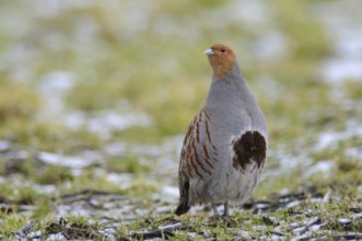 Grey partridge (Perdix perdix), Emsland, Lower Saxony, Germany, Europe