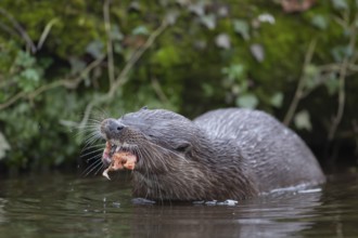 Eurasian otter (Lutra lutra) adult animal eating a fish in a river, England, United Kingdom, Europe